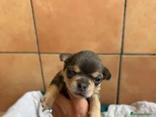 Chihuahua perros Chihuahua macho blue merle 🐾🐶 - Anuncio 2