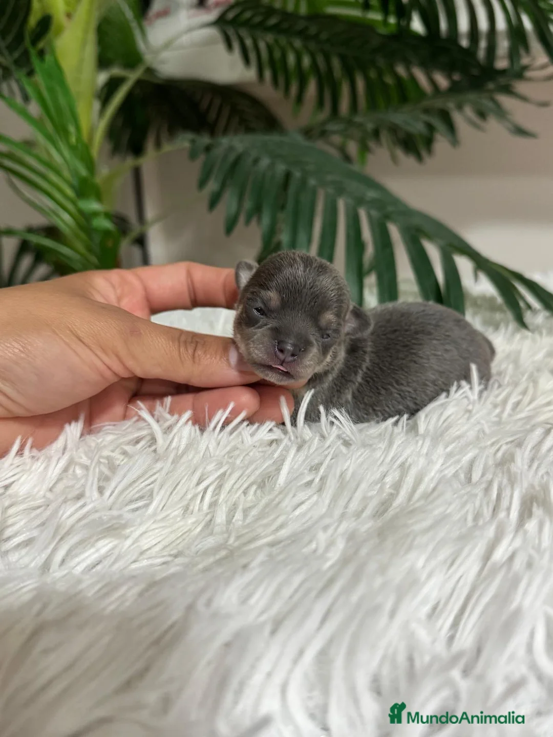 Chihuahua perros en venta: Chihuahua Blue hembra - Anuncio 3