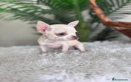 Chihuahua perros en venta: CHIHUAHUA HEMBRA - Imagen 6