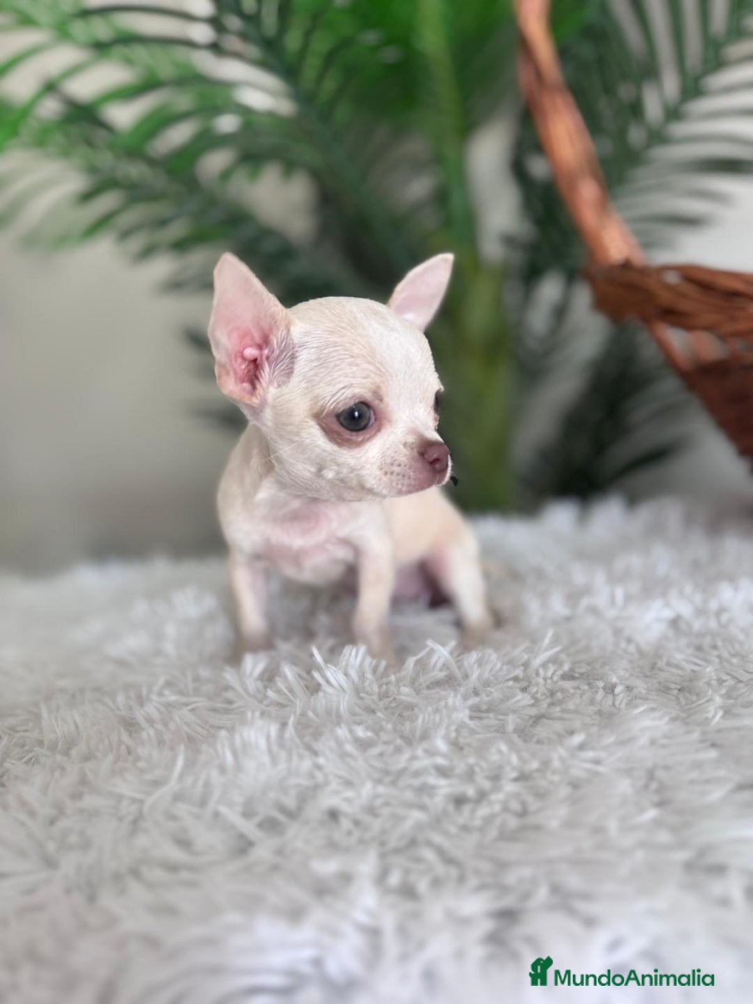 Chihuahua perros en venta: CHIHUAHUA HEMBRA - Imagen 6