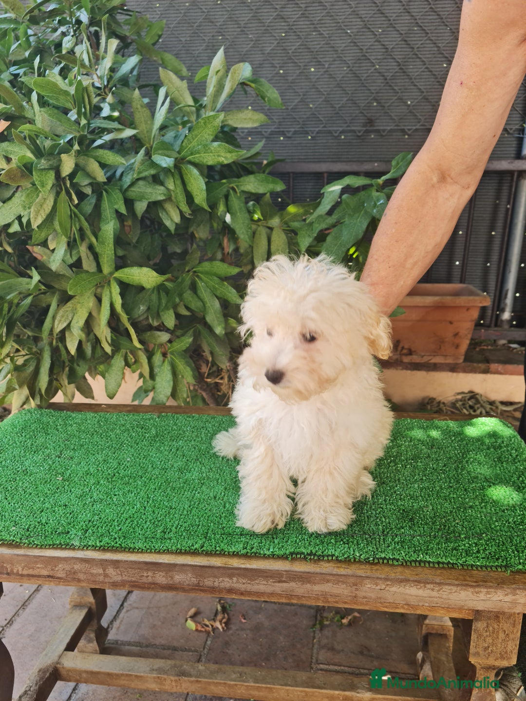 Maltipoo perros en venta: Maltipoo - Imagen 13