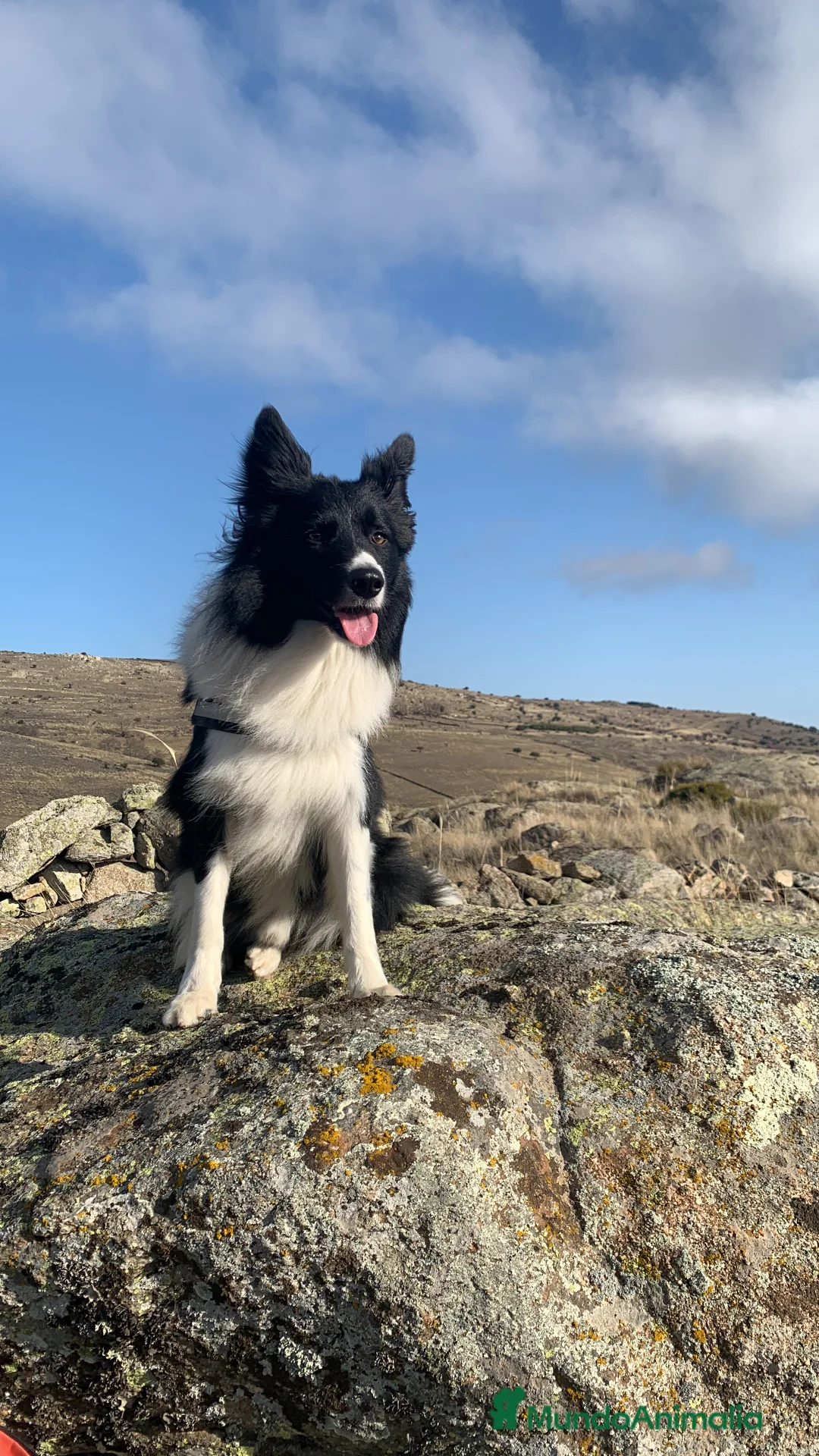 Border Collie perros para monta: BORDER COLLIE PARA MONTAS  en Ávila - Anuncio 5