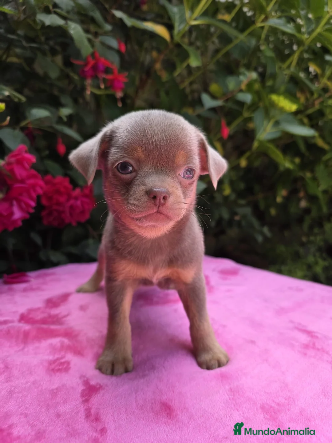 Chihuahua perros en venta: Magníficos chihuahuas toy - Anuncio 1