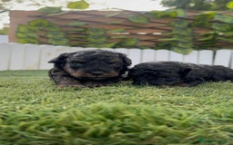 Caniche Toy perros en venta: CANICHE TOY HEMBRA COLOR NEGRO PHANTOM - Imagen 7
