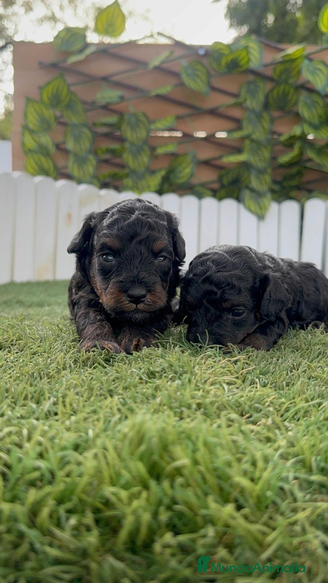 Caniche Toy perros en venta: CANICHE TOY HEMBRA COLOR NEGRO PHANTOM - Imagen 7