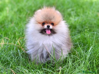 Pomerania perros Pomeranias España - Anuncio 28