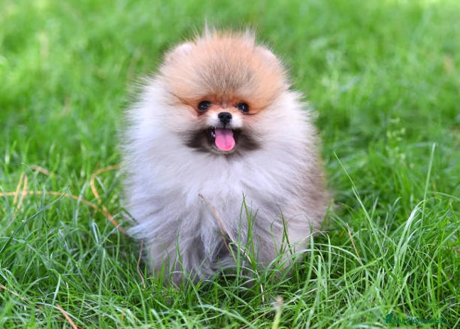 Pomerania perros - Anuncio 1