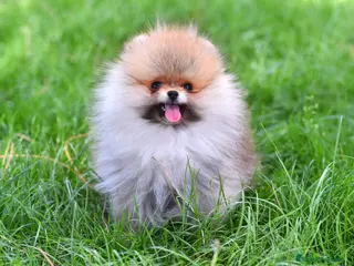 Pomerania perros Pomeranias España - Anuncio 27