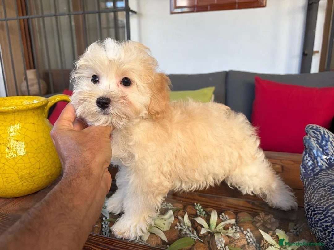 Maltipoo perros en venta: Maltipoo Macho !!!! - Anuncio 2