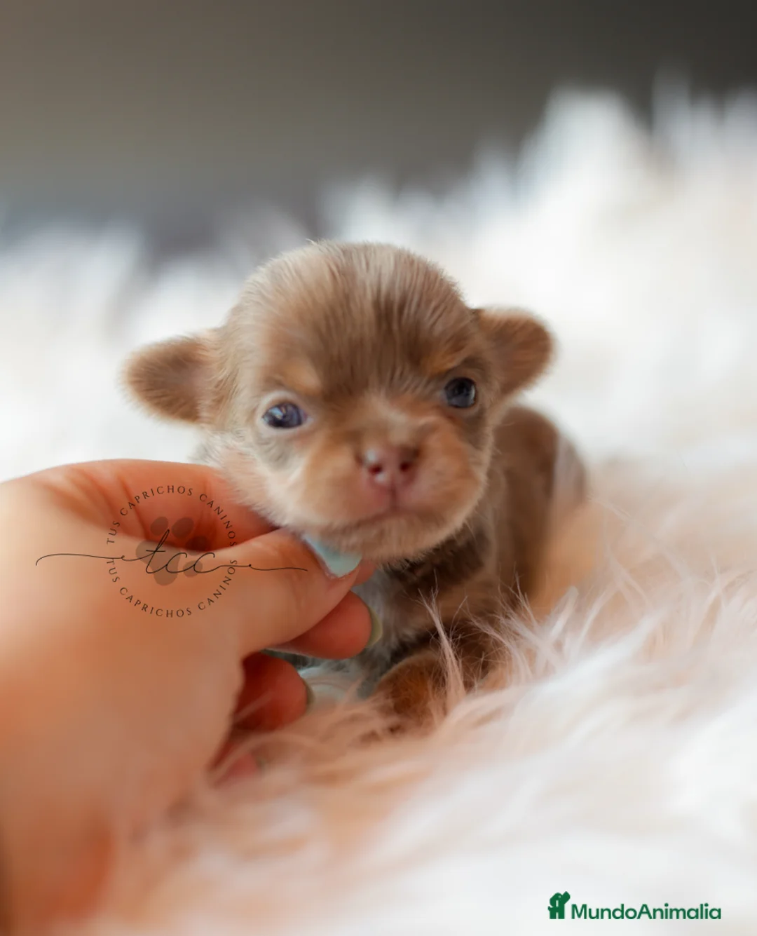 Chihuahua perros en venta: CHIHUAHUA TRILILAC PELO LARGO  - Anuncio 6