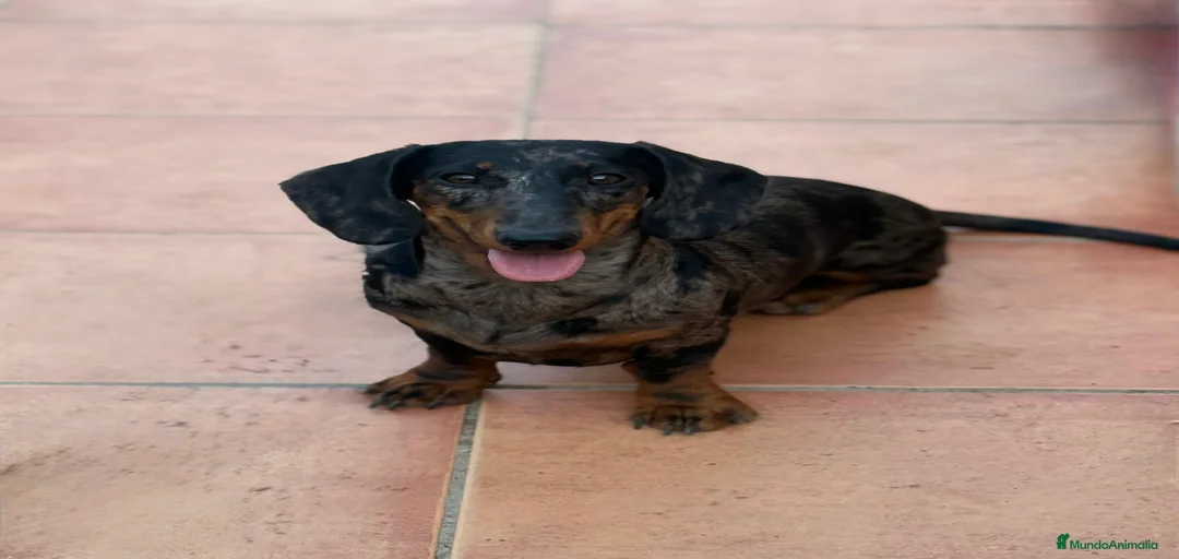 Imagen de galería {{count}}