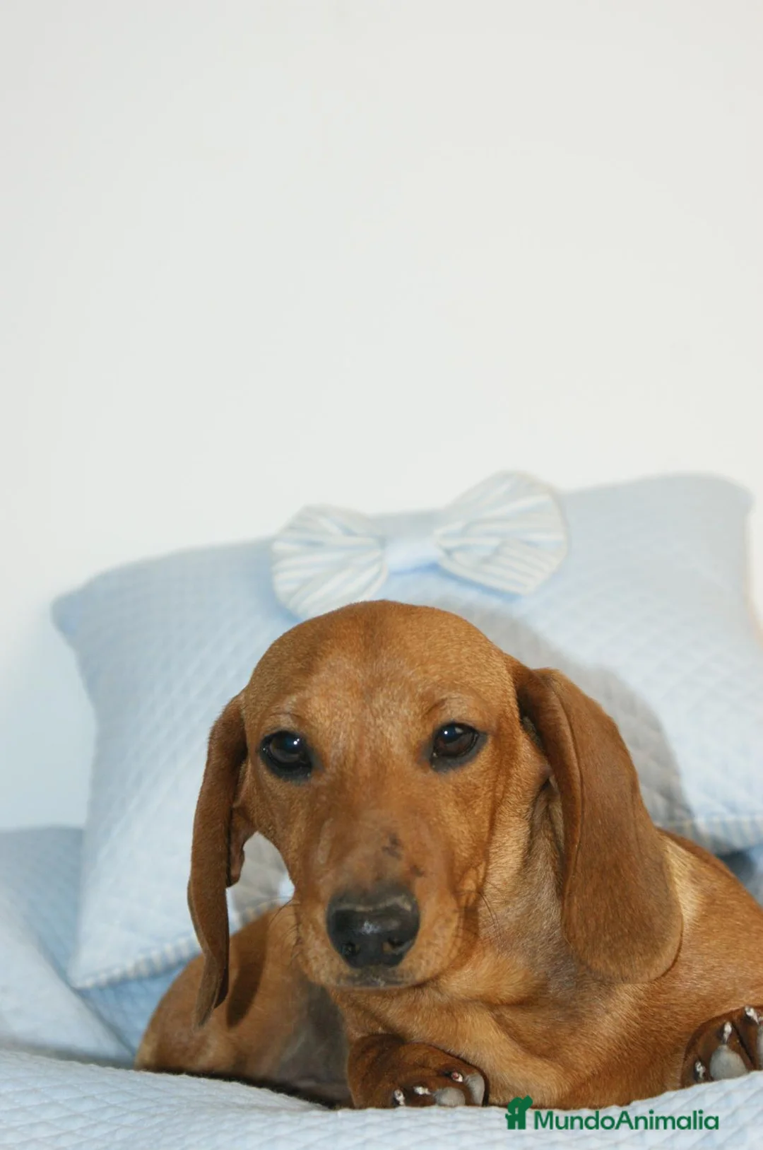 Teckel Miniatura perros en venta: CACHORRITO DE TECKEL MINI ROJO - Anuncio 2