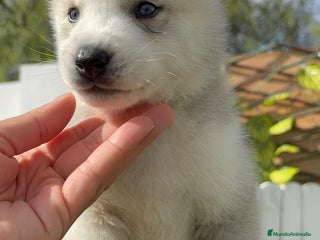 Husky Siberiano perros HUSKY SIBERIANO - Anuncio 4