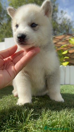 Husky Siberiano perros HUSKY SIBERIANO - Anuncio 1