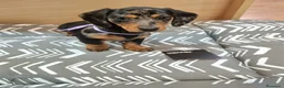 Teckel perros en venta: Teckel - Anuncio 9