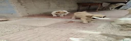 Mastín Español perros en venta: CACHORROS DE MASTÍN ESPAÑOL  - Anuncio 4