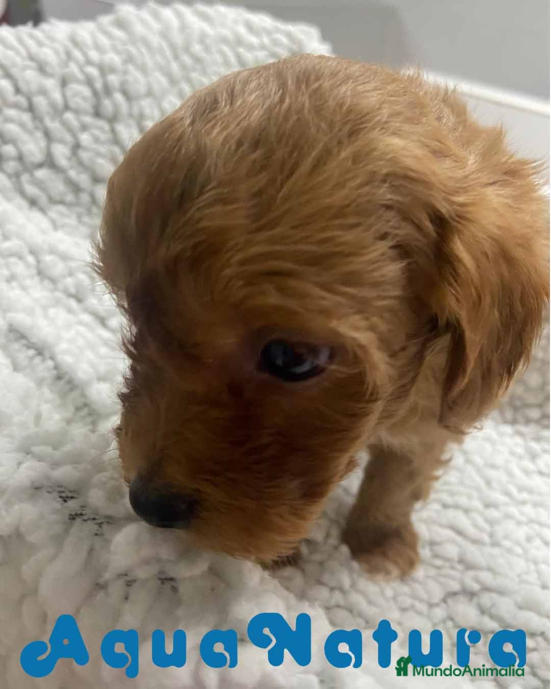 Havapoo perros  Havapoo Macho 2 de Haya y Can AQUANATURA - Anuncio 2