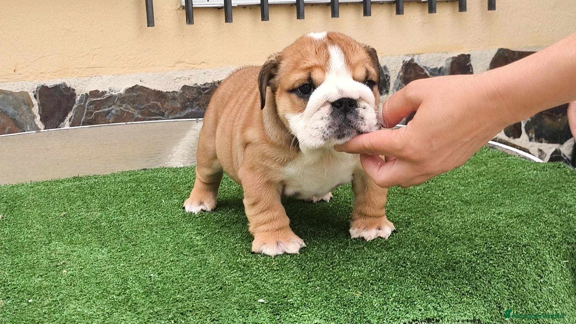 Bulldog Inglés perros Bulldog ingles calidad  - Anuncio 1