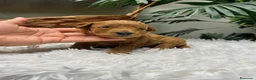 Caniche Enano perros en venta: CANICHE ENANO - Anuncio 3