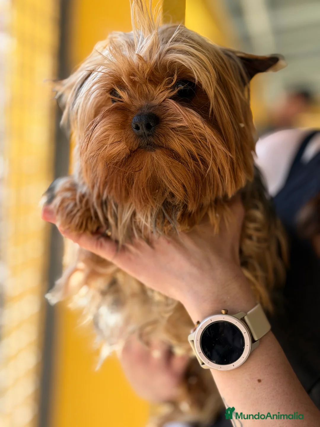 Yorkshire Terrier perros en venta: Yorkshire hembra ADOPCION - Anuncio 3