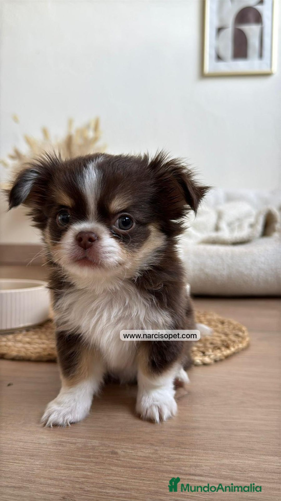 Chihuahua perros en venta: CRIADERO DE CHIHUAHUA PELO LARGO - Anuncio 1