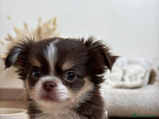 Chihuahua perros CRIADERO DE CHIHUAHUA PELO LARGO - Anuncio 8