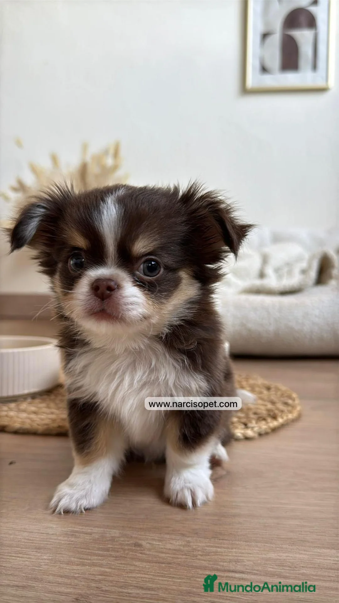 Chihuahua perros en venta: CRIADERO DE CHIHUAHUA PELO LARGO - Anuncio 1