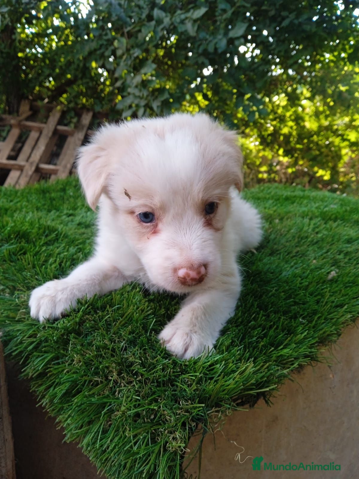 Border Collie perros Disponible Macho Red merle - Anuncio 1