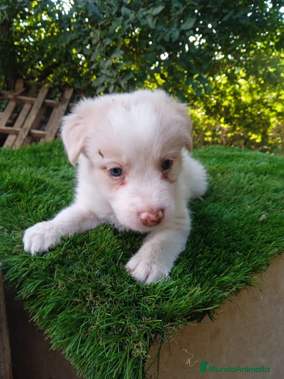 Border Collie perros en venta: Disponible Macho Red merle - Anuncio 1