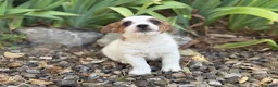 Jack Russell Terrier perros en venta: Jack russell brush - Anuncio 3