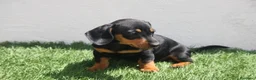 Teckel Miniatura perros en venta: Teckel Miniatura  - Anuncio 19