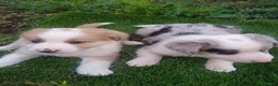 Border Collie perros en venta: Precioso border collie - Anuncio 9