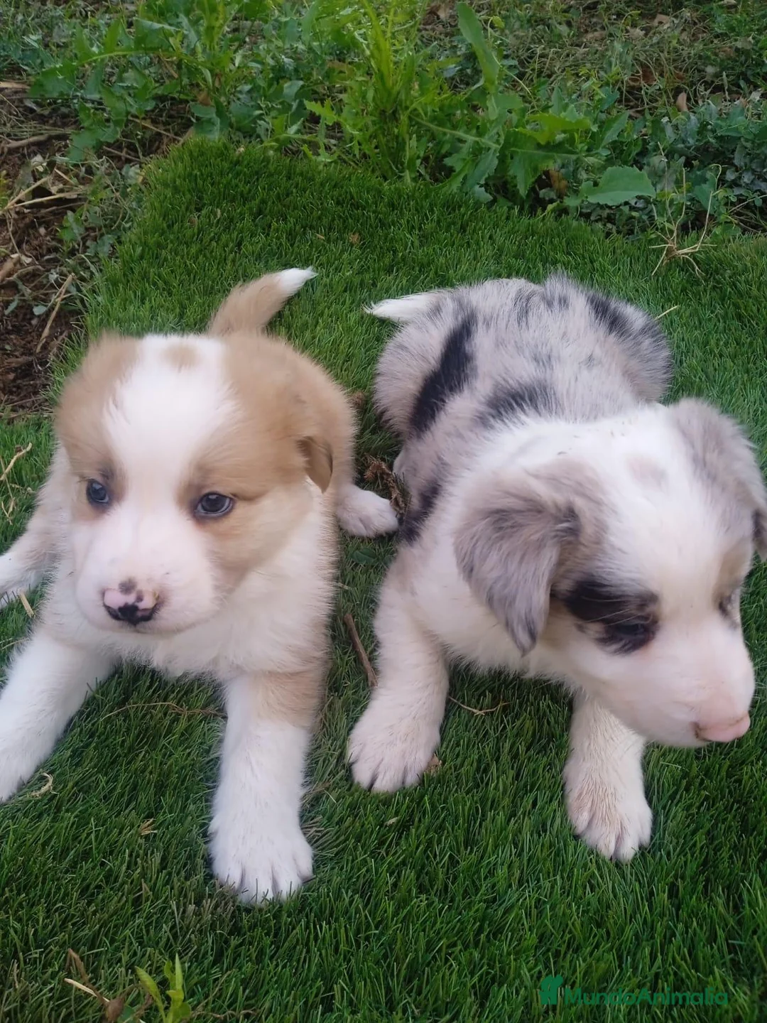 Border Collie perros en venta: Precioso border collie - Anuncio 9