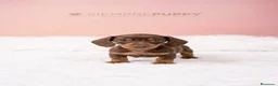 Teckel Miniatura perros en venta: TECKEL MINI CHOCOLATE  - Anuncio 2