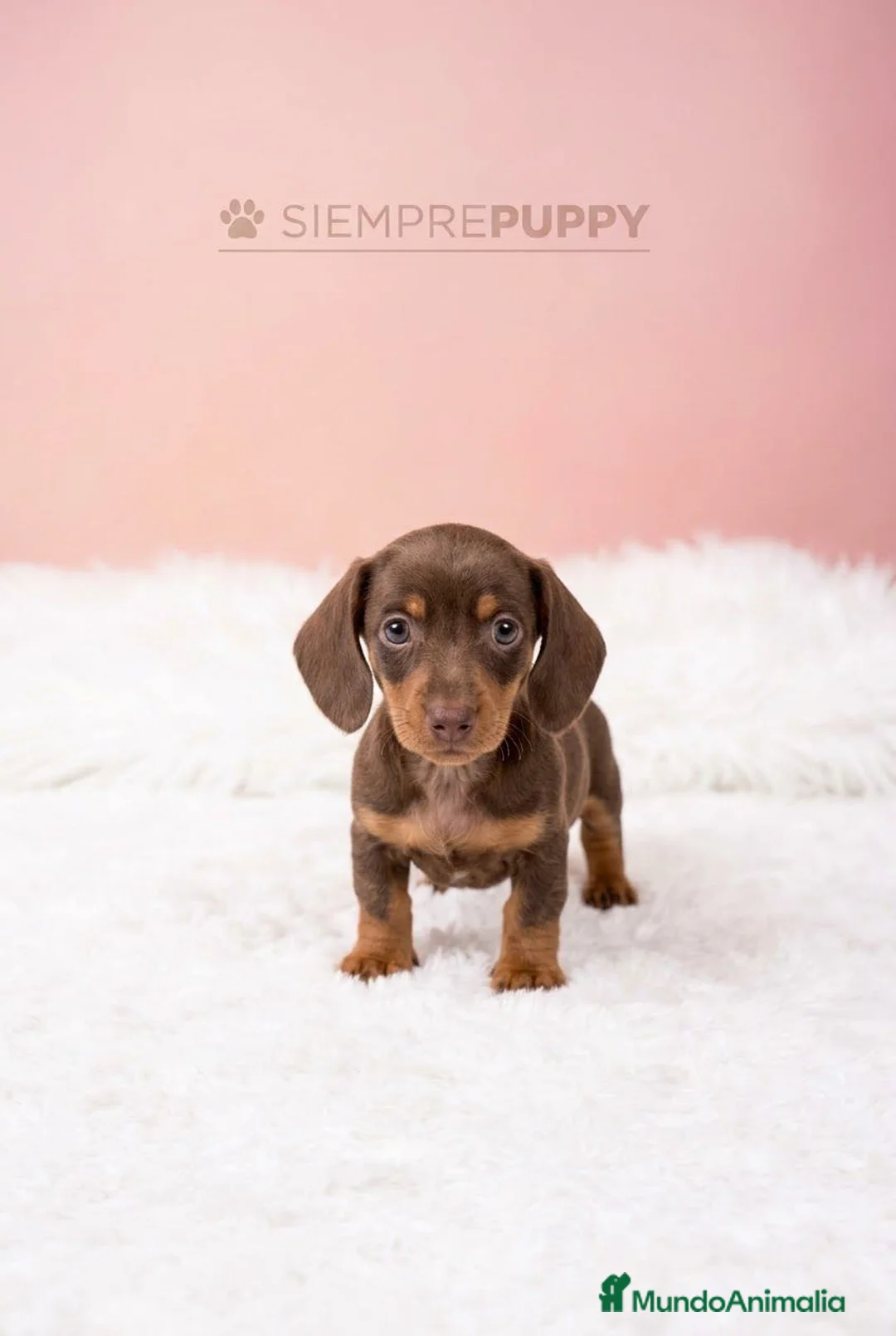 Teckel Miniatura perros en venta: TECKEL MINI CHOCOLATE  - Anuncio 2