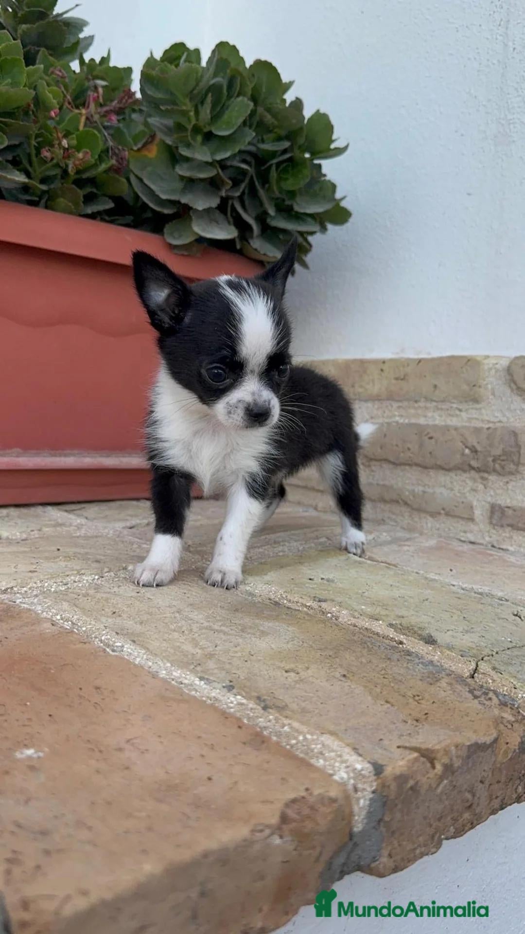 Chihuahua perros 🐾 CAMADA DE CHIHUAHUAS – PELO CORTO 🐾 - Anuncio 2