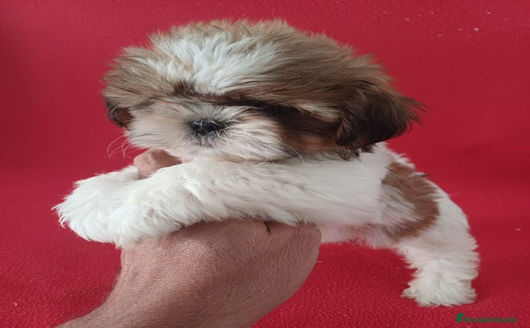 Shih Tzu perros - Propaganda 3