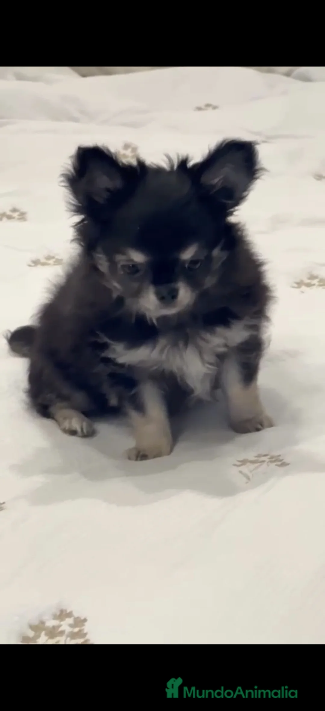 Chihuahua perros en venta: Último Macho Chihuahua 🌟ECONÓMICO🌟 - Anuncio 2