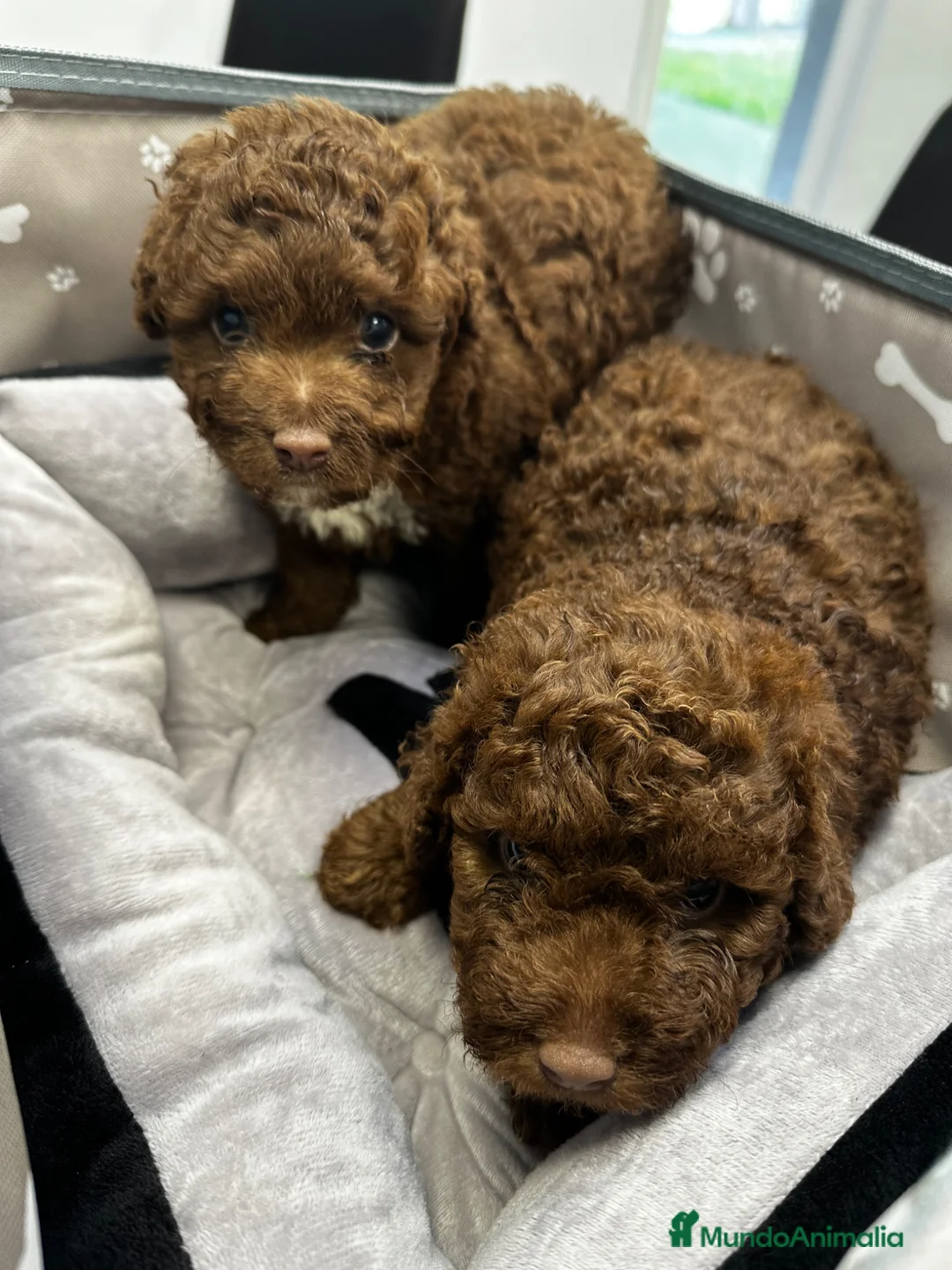 Perro de Agua Español perros en venta: Espectaculares perro de agua español - Anuncio 1