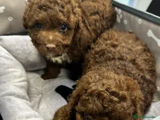 Perro de Agua Español perros Espectaculares perro de agua español - Anuncio 1