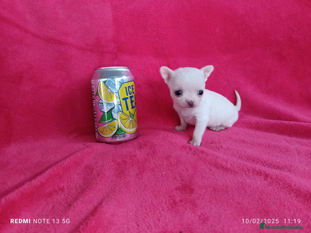 Chihuahua perros en venta: Chihuahua blanca de bolsillo en Badajoz - Anuncio 3