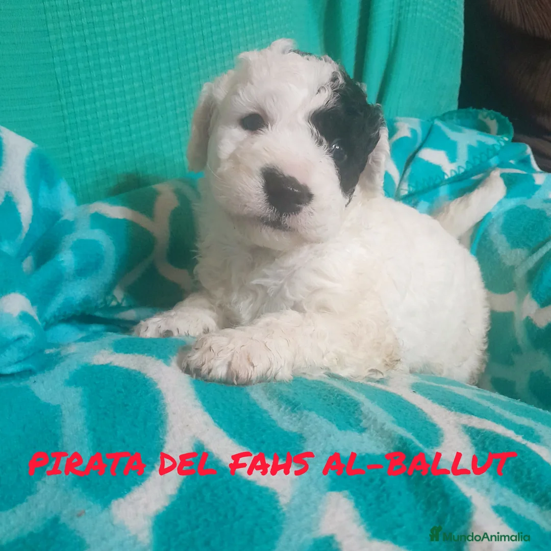 Perro de Agua Español perros en venta: PERRO DE AGUA ESPAÑOL - Anuncio 12