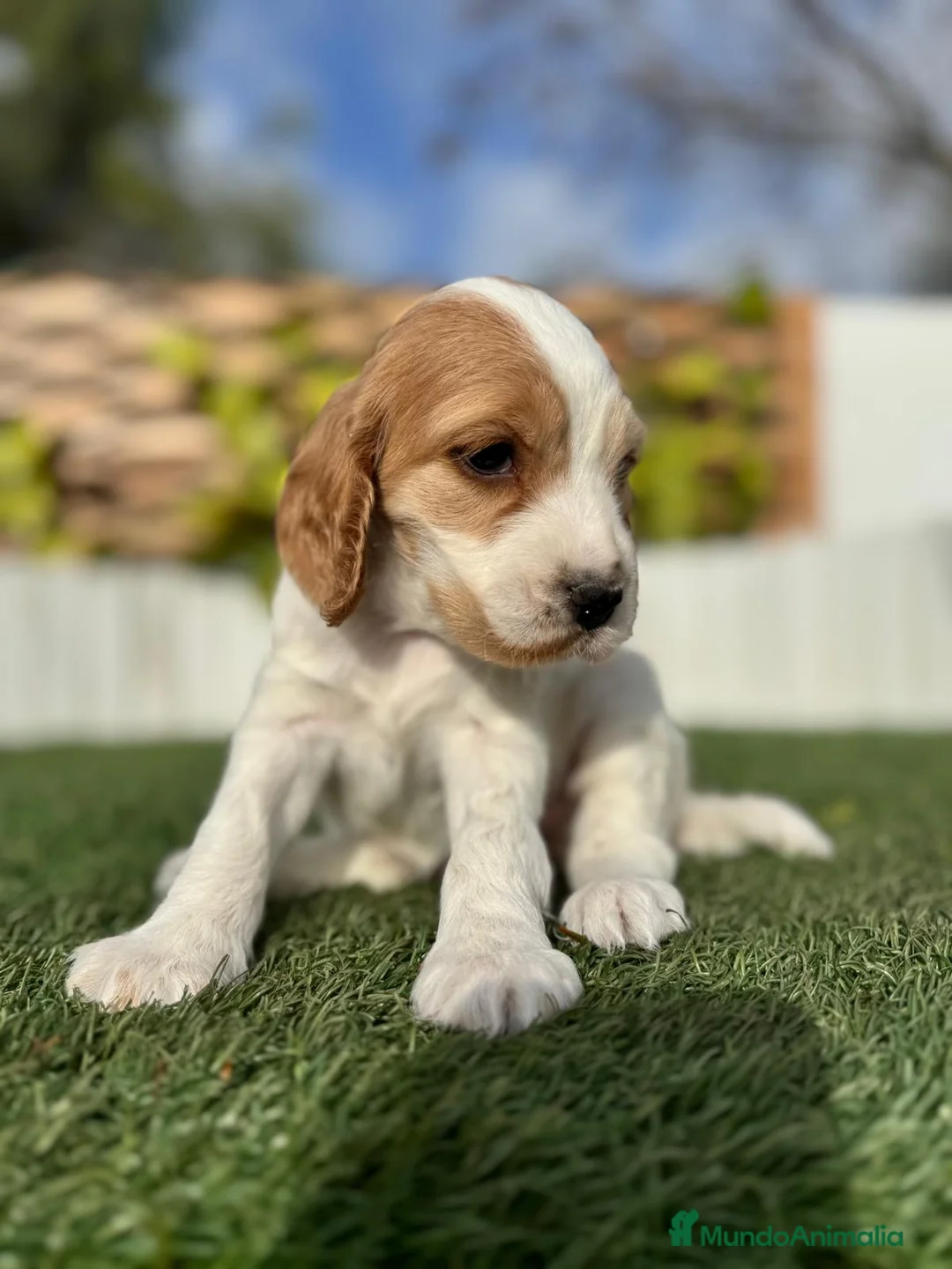 Cocker Spaniel Inglés perros en venta: COCKER HEMBRA - Anuncio 4