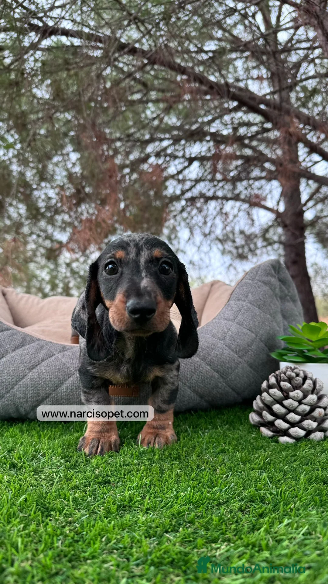 Teckel Miniatura perros en venta: CACHORROS TECKEL MERLE PLATA - Anuncio 5