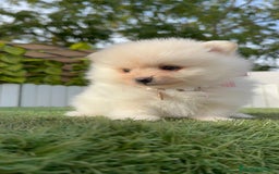 Pomerania perros en venta: POMERANIA HEMBRA - Imagen 12