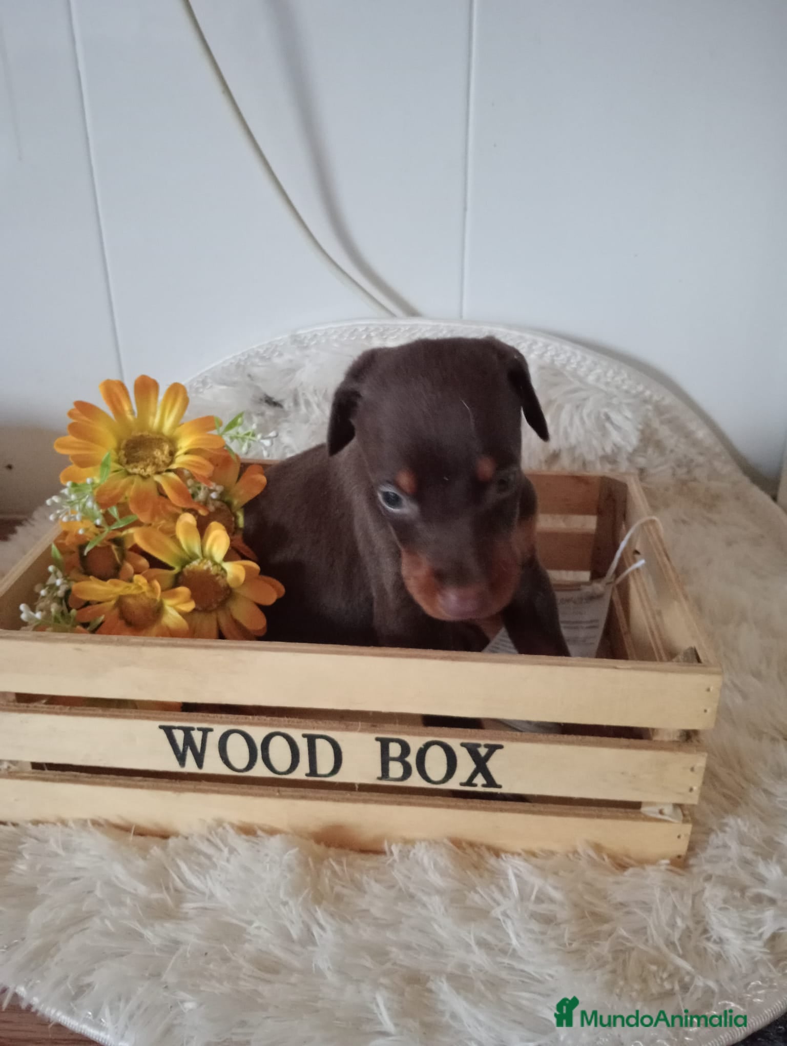 Dobermann perros Doberman - Anuncio 3