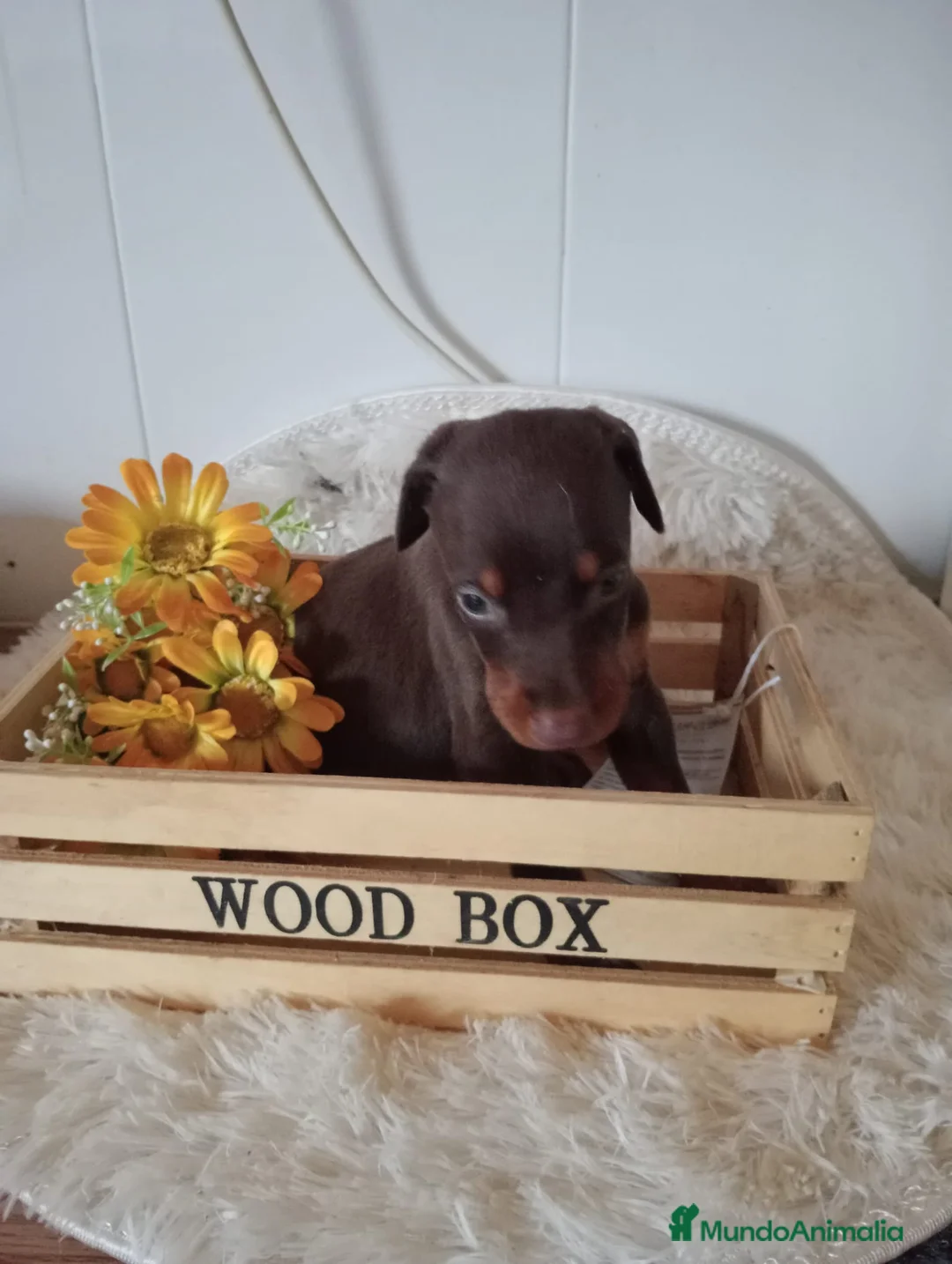 Dobermann perros en venta: Doberman - Anuncio 1