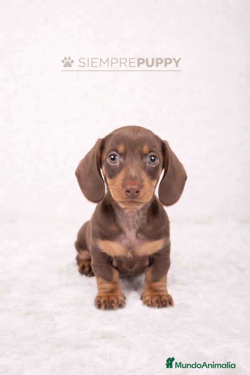 Teckel Miniatura perros TECKEL MINIATURA CHOCOLATE - Anuncio 2