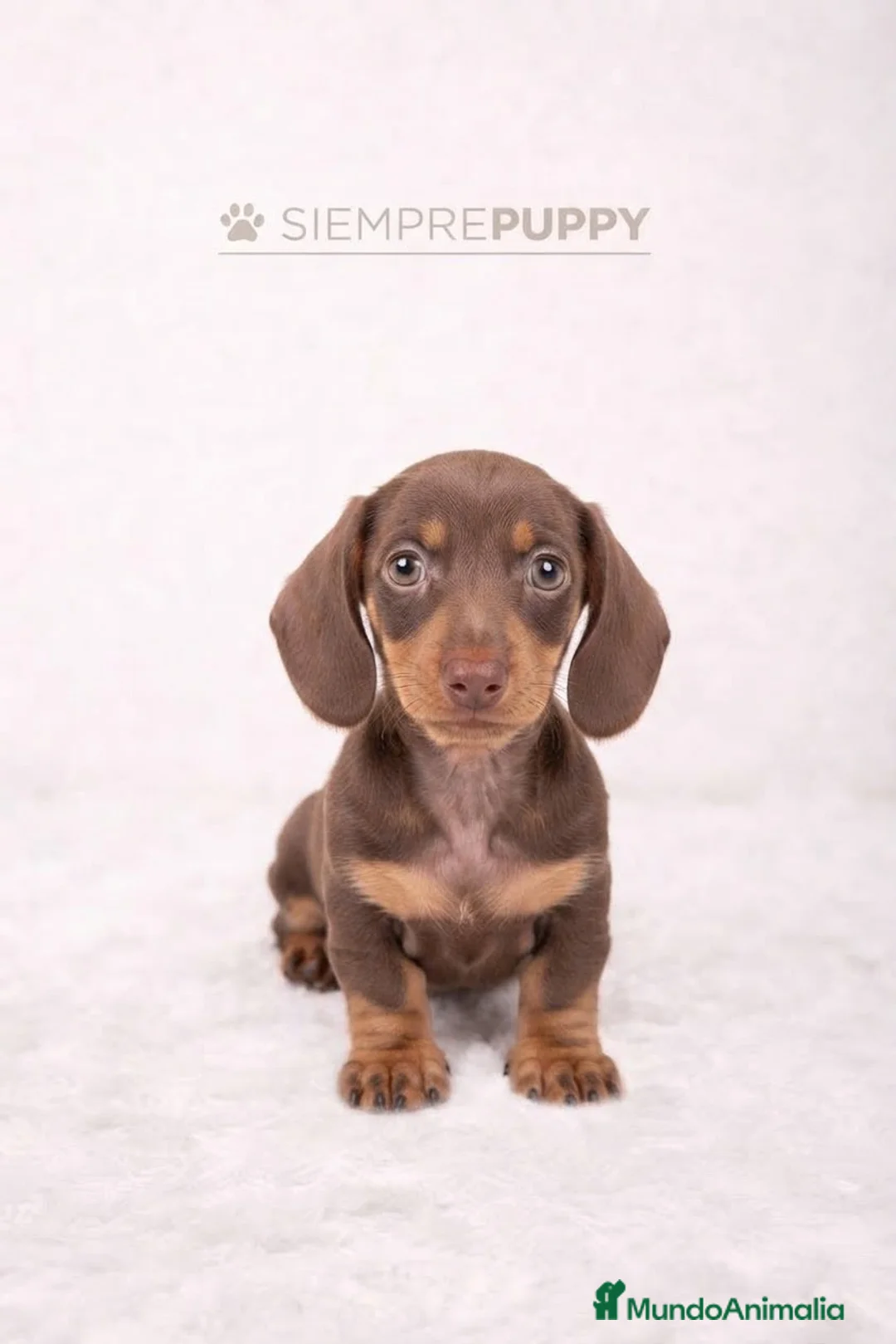Teckel Miniatura perros en venta: TECKEL MINIATURA CHOCOLATE - Anuncio 1