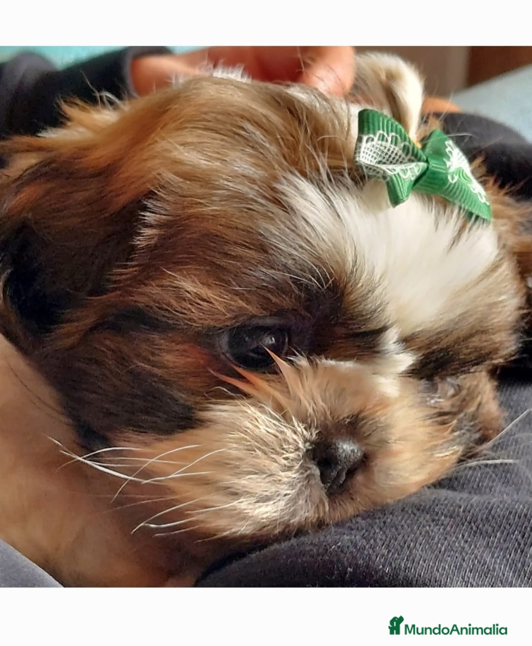 Shih Tzu perros Shih tzhu - Anuncio 16